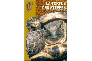 La Tortue des steppes - Testudo horsfieldii Guide Reptilmag